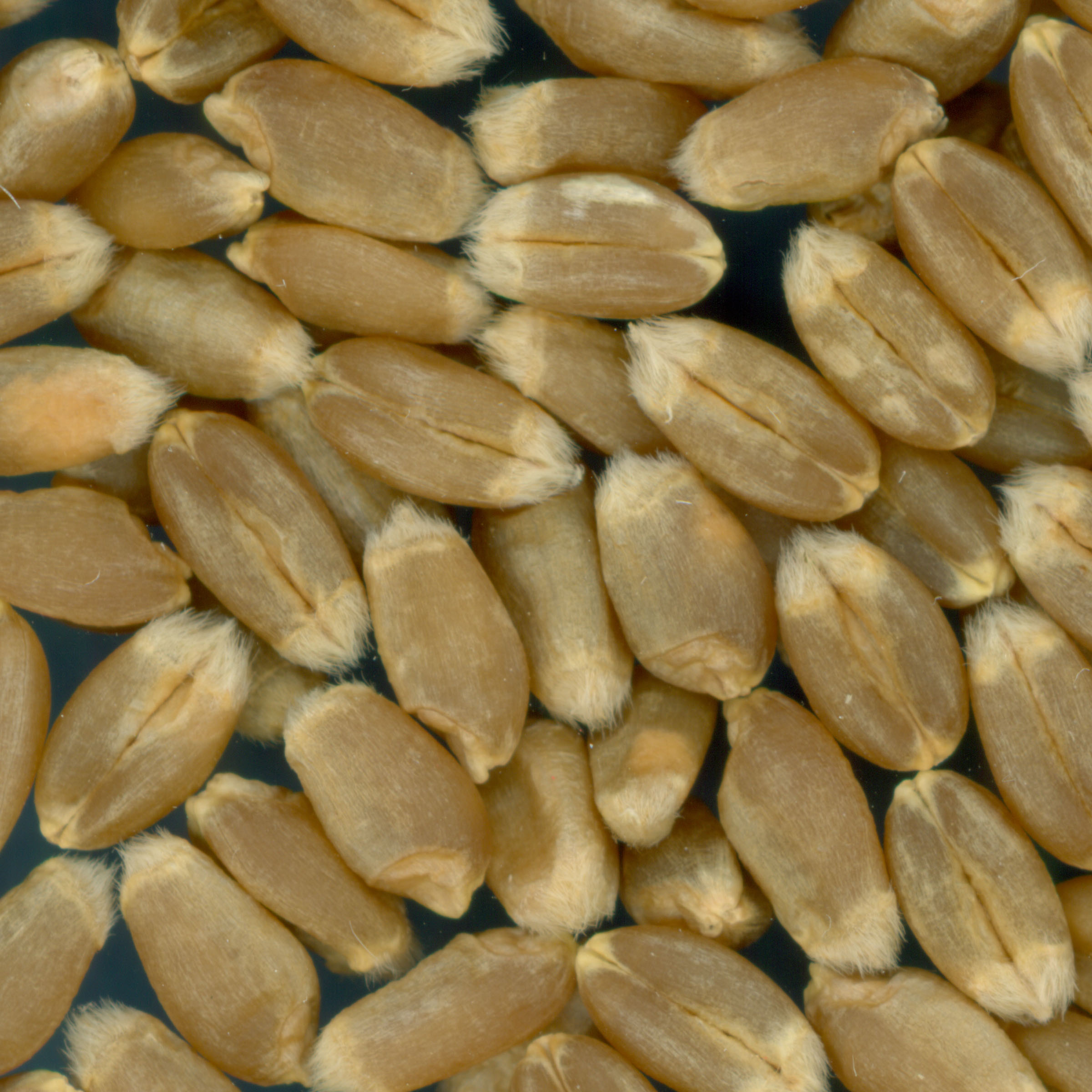 KERNELS
